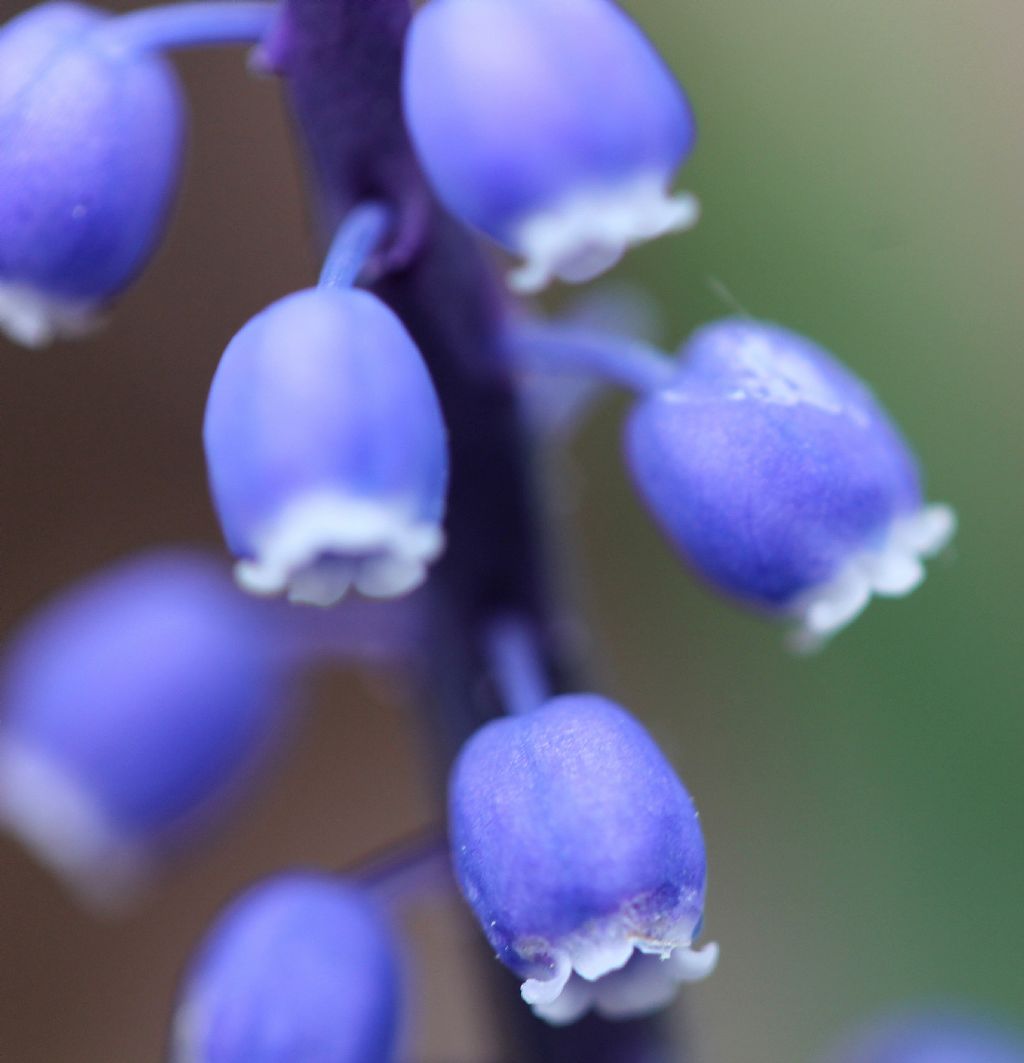 Muscari botryoides / Muscari azzurro